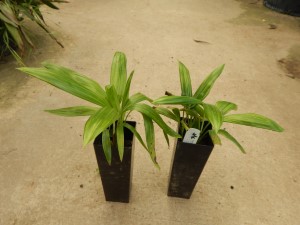 DYPSIS PEMBANA SINGLE TRUNK OR SUCKERING NATIVE TO PEMBA ISLAND