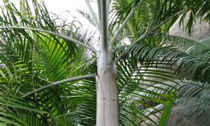 DYPSIS PLUMOSA THIN TRUNK PALM FROM MADAGASCAR