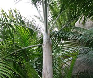 DYPSIS PLUMOSA THIN TRUNK PALM FROM MADAGASCAR
