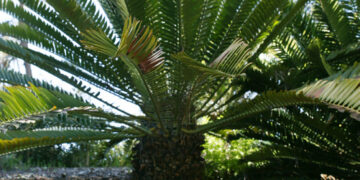 ENCEPHALARTOS NATALENSIS MEDIUM SIZED GREEN SOUTH AFRICAN CYCAD