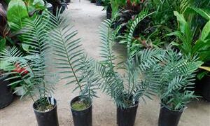 ENCEPHALARTOS AEMULANS RARE GREEN SOUTH AFRICAN CYCAD