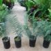 ENCEPHALARTOS AEMULANS RARE GREEN SOUTH AFRICAN CYCAD