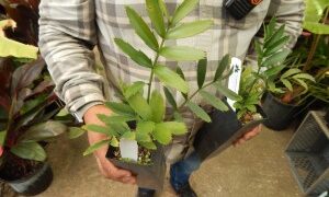 ENCEPHALARTOS ALTENSTEINII LARGER GREEN CYCAD FROM SO AFRICA