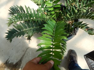 ENCEPHALARTOS ARENARIUS – THE GREEN VARIETY RARE SOUTH AFRICAN CYCAD