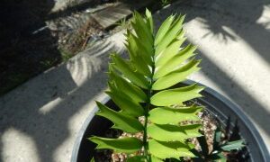 ENCEPHALARTOS ARENARIUS RARE SOUTH AFRICAN CYCAD