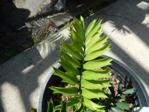 ENCEPHALARTOS ARENARIUS RARE SOUTH AFRICAN CYCAD