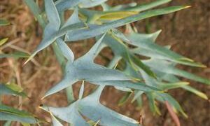 ENCEPHALARTOS HORRIDUS SUPER BLUE SO AFRICAN CYCAD