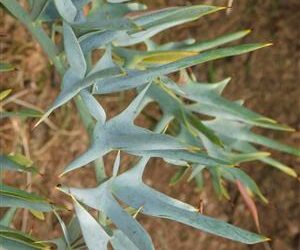 ENCEPHALARTOS HORRIDUS SUPER BLUE SO AFRICAN CYCAD