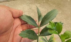 ENCEPHALARTOS FEROX SOUTH AFRICAN CYCAD