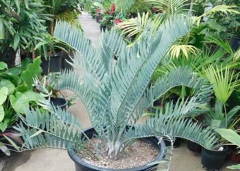 ENCEPHALARTOS GIANT CUPIDUS SUPER BLUE AND UNBELIEABLY RARE SOUTH AFRICAN CYCAD