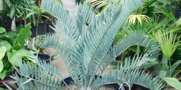 ENCEPHALARTOS GIANT CUPIDUS SUPER BLUE AND UNBELIEABLY RARE SOUTH AFRICAN CYCAD