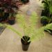 ENCEPHALARTOS HILDEBRANDTII LARGE SIZED GREEN CYCAD