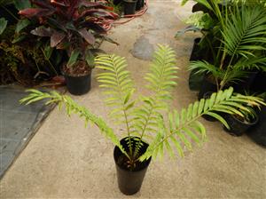 ENCEPHALARTOS HILDEBRANDTII LARGE SIZED GREEN CYCAD