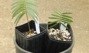 ENCEPHALARTOS INOPINUS UNBELIEABLY DIFFICULT CYCAD TO FIND – THIN FALCATE LEAFLETS