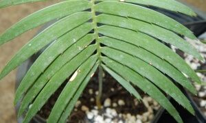 ENCEPHALARTOS INOPINUS UNBELIEABLY DIFFICULT CYCAD TO FIND – THIN FALCATE LEAFLETS