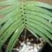 ENCEPHALARTOS INOPINUS UNBELIEABLY DIFFICULT CYCAD TO FIND – THIN FALCATE LEAFLETS