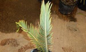 ENCEPHALARTOS LANATUS