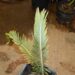 ENCEPHALARTOS LANATUS