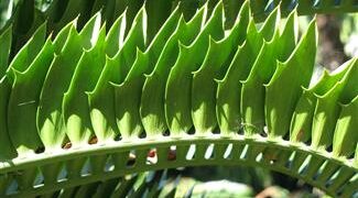 ENCEPHALARTOS LATIFRONS GREEN TO BLUE-GREEN SOUTH AFRICAN CYCAD ONE OF THE MOST RARE CYCADS IN THE WORLD