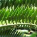 ENCEPHALARTOS LATIFRONS GREEN TO BLUE-GREEN SOUTH AFRICAN CYCAD ONE OF THE MOST RARE CYCADS IN THE WORLD