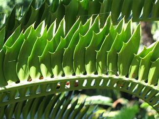 ENCEPHALARTOS LATIFRONS GREEN TO BLUE-GREEN SOUTH AFRICAN CYCAD ONE OF THE MOST RARE CYCADS IN THE WORLD