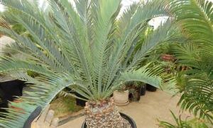 ENCEPHALARTOS LEHMANNII RARE BLUE SOUTH AFRICAN CYCAD FOR FULL COASTAL SUN OFFERING OF SIXTY YEAR OLD SPECIMEN CYCAD