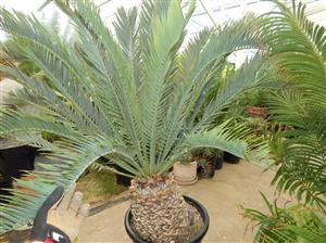 ENCEPHALARTOS LEHMANNII RARE BLUE SOUTH AFRICAN CYCAD FOR FULL COASTAL SUN OFFERING OF SIXTY YEAR OLD SPECIMEN CYCAD