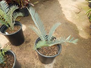 ENCEPHALARTOS LEHMANNII RARE BLUE SOUTH AFRICAN CYCAD FOR FULL COASTAL SUN