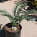 ENCEPHALARTOS LONGIFOLIUS – BLUE FORM MEDIUM TO LARGE RARE SOUTH AFRICAN CYCAD