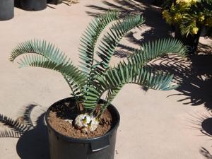 ENCEPHALARTOS LONGIFOLIUS – BLUE FORM MEDIUM TO LARGE RARE SOUTH AFRICAN CYCAD