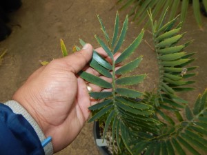 ENCEPHALARTOS MUNCHII A RARE CENTRAL AFRICAN CYCAD