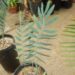 ENCEPHALARTOS NUBIMONTANUS SUPER RARE BLUE SOUTH AFRICAN CYCAD