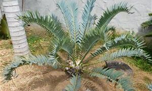 ENCEPHALARTOS LONGIFOLIUS BEAUTIFUL SOUTH AFRICAN CYCAD WITH GREEN TO BLUE LEAVES