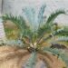 ENCEPHALARTOS LONGIFOLIUS BEAUTIFUL SOUTH AFRICAN CYCAD WITH GREEN TO BLUE LEAVES