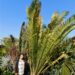 ENCEPHALARTOS WHITELOCKII LARGER CENTRAL AFRICAN CYCAD WITH LONG UPRIGHT LEAVES