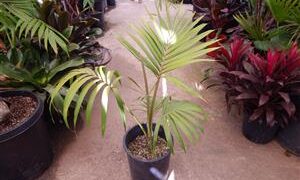 HEDYSCEPE CANTERBURYANA FROM LORD HOWE ISLAND
