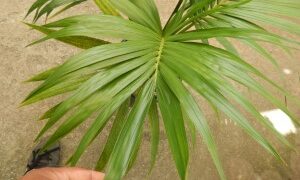 HOWEA BELMOREANA THE SENTRY OR UMBRELLA PALM