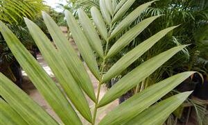 LACCOSPADIX AUSTRALASICA SUCKERING OR SINGLE TRUNK PINNATE PALM