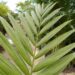 LACCOSPADIX AUSTRALASICA SUCKERING OR SINGLE TRUNK PINNATE PALM