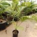 LACCOSPADIX AUSTRALASICA SUCKERING OR SINGLE TRUNK PINNATE PALM