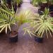 LACCOSPADIX AUSTRALASICA SINGLE TRUNK MOUNTAIN FORM