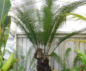 LEPIDOZAMIA PEROFFSKYANA A “USER FRIENDLY” LARGE CYCAD