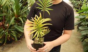 LEPIDOZAMIA PEROFFSKYANA A “USER FRIENDLY” LARGE GREEN CYCAD