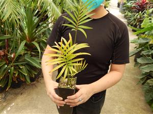 LEPIDOZAMIA PEROFFSKYANA A “USER FRIENDLY” LARGE GREEN CYCAD