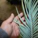 MACROZAMIA MACDONNELLII EXTREMELY RARE AND SOUGHT AFTER SUN-LOVING CYCAD