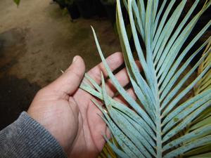 MACROZAMIA MACDONNELLII EXTREMELY RARE AND SOUGHT AFTER SUN-LOVING CYCAD
