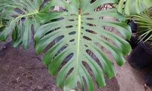 MONSTERA DELICIOSA THE SPLIT LEAF OR SWISS CHEESE PHILODENDRON