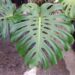 MONSTERA DELICIOSA THE SPLIT LEAF OR SWISS CHEESE PHILODENDRON