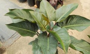 PHILODENDRON RED CONGO AKA “CONGO ROJO” 