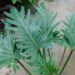 PHILODENDRON XANADU EXOTIC COMPANION PLANT